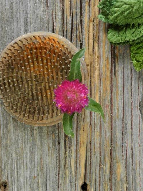 HOT PINK GOMPHRENA